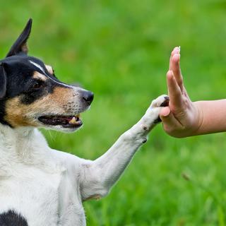 Il n'est pas facile de trouver le bons gestes face à un chien dont ont a peur. [DWP]