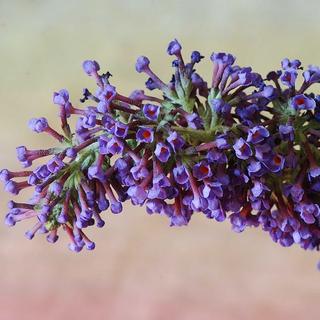 Le Buddleia de David ou arbre à papillons, importé de Chine, occupe la niche écologique d'espèces autochtones. [Pancrat - Wikipédia]