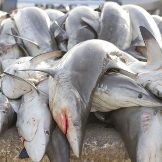Plus de trois millions de requins profonds sont pêchés chaque année pour répondre aux besoins du marché des cosmétiques. [anastasios71]