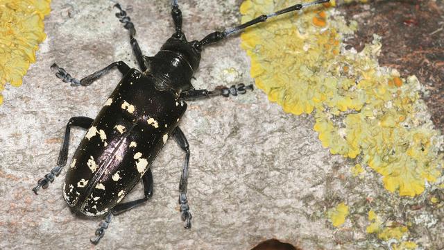 Le capricorne asiatique (anoplophora glabripennis) infeste les arbres. [WSL - Beat Wermelinger]