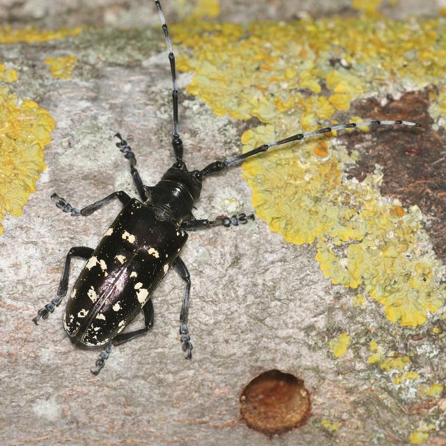 Le capricorne asiatique (anoplophora glabripennis) infeste les arbres. [WSL - Beat Wermelinger]