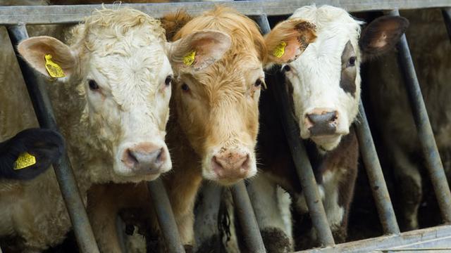 Les farines animales pour l'alimentation des animaux ont été interdites suite au scandale sanitaire de la vache folle. veaux [willmetts]