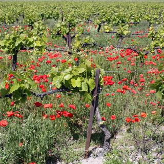 La vigne biodynamique se cultive aussi en Suisse. [helenedevun]