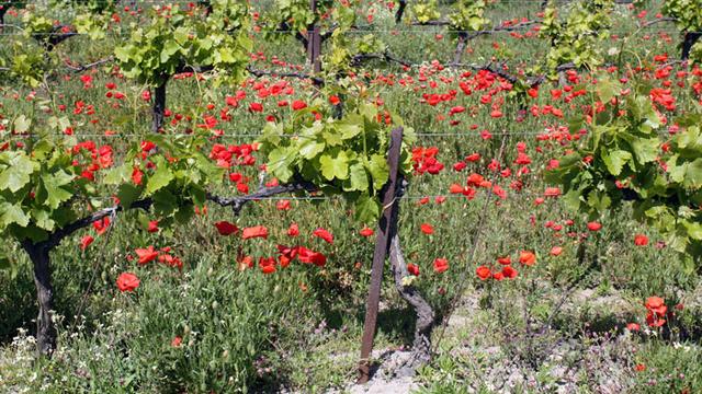 La vigne biodynamique se cultive aussi en Suisse. [helenedevun]