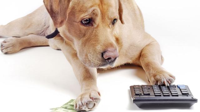 Le montant de l'impôt pour les chiens varie considérablement d'un canton à l'autre. [malexeum]