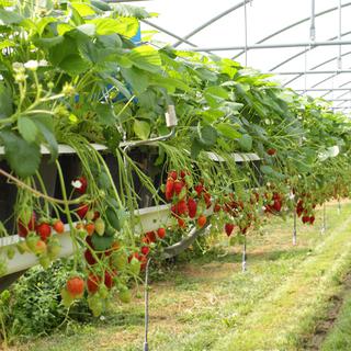 Les fraises cultivées sous serres chauffées rejettent beaucoup de CO2 dans l'atmosphère.
JPchret
Fotolia [JPchret]
