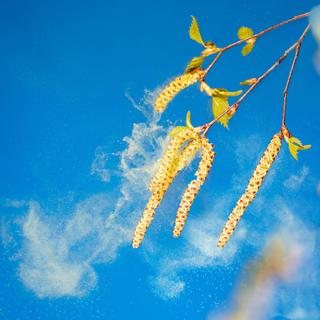Les bouleaux produisent une quantité exceptionnelle de pollen en 2014. [Ingo Bartussek]