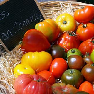 Les variétés anciennes de tomates sont souvent modifiées pour la grande production. [illustrez vous]