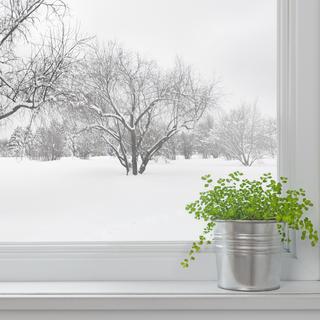 Quels sont les besoins nutritifs des plantes d'intérieur en hiver? [fotolia - GoodMood Photo]