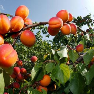 Le gel printanier menace souvent les cultures d'abricots en Valais. [Keystone - Olivier Maire]