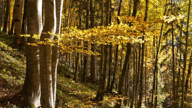 La forêt recouvre plus de 30% du territoire suisse.
martin ruetschi [Keystone - Martin Ruetschi]
