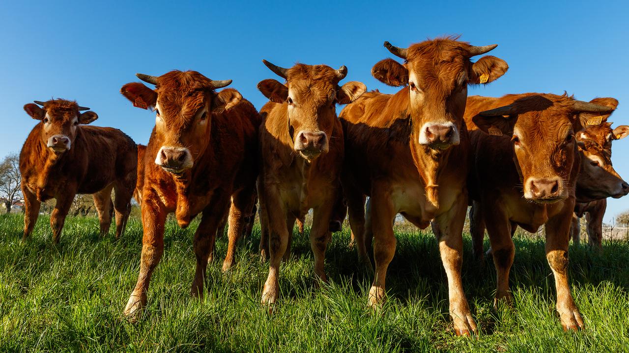 De la viande de bœuf premier choix provenant d’animaux atteints de tuberculose serait vendue sur les étals de France. [fotolia - thomathzac23]