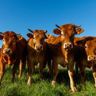 De la viande de bœuf premier choix provenant d’animaux atteints de tuberculose serait vendue sur les étals de France. [fotolia - thomathzac23]