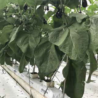 Aubergines cultivées avec la méthode hors-sol à l'agroscope de Conthey (VS). [RTS]