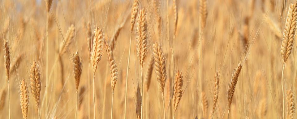 Passer du grain au pain: un savoir millénaire. [Fotolia - wwicki63]