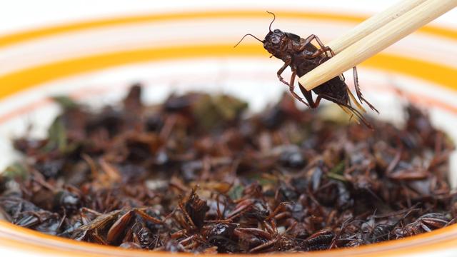 Les insectes... dans les burgers? [Fotolia - weerapat1003]