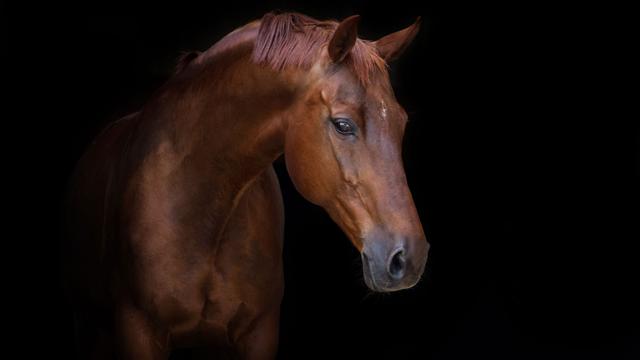 En Suisse, l'élevage de chevaux est davantage tourné vers le sport et les loisirs. [Fotolia - Africa Studio]