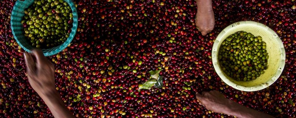 Café arabica cueilli à Java en Indonésie. [Keystone - EPA/FULLY HANDOKO]