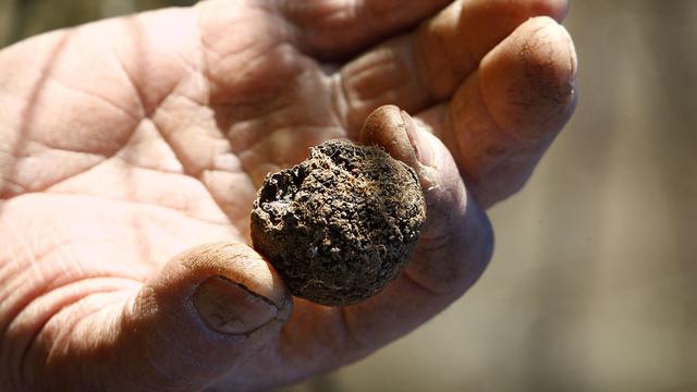 Truffes noires du Périgord "cavée" dans une truffière de Dordogne. [AFP - Patrick Bertrand]