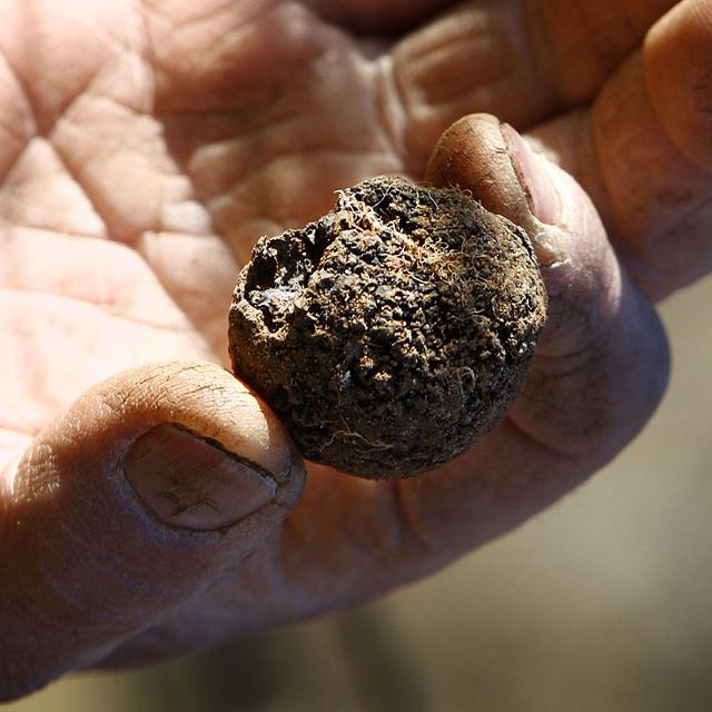 Truffes noires du Périgord "cavée" dans une truffière de Dordogne. [AFP - Patrick Bertrand]