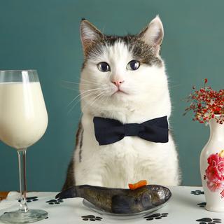 Est-il bon de donner du lait à son chat? [Fotolia - ulianna19970]