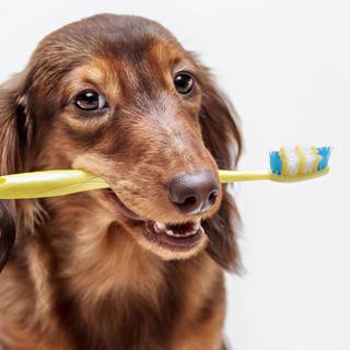 Il est possible de brosser les dents de son chien. [Fotolia - brusnikaphoto]