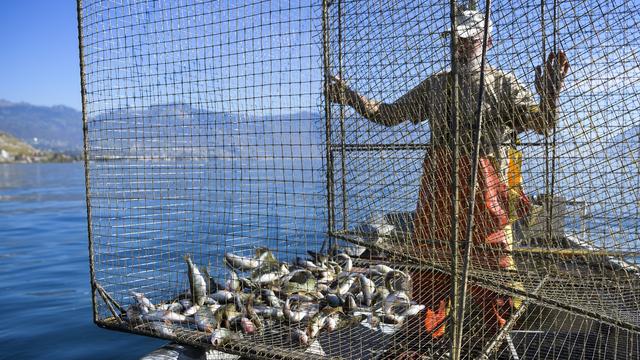 Pêche à l'aide d'une nasse dans le Léman, au large de Rivaz. [Keystone - Jean-Christophe Bott]