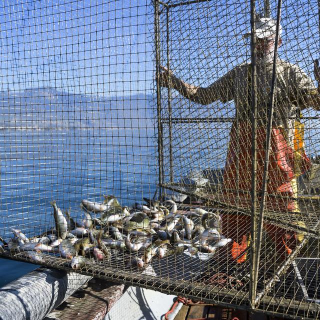 Pêche à l'aide d'une nasse dans le Léman, au large de Rivaz. [Keystone - Jean-Christophe Bott]