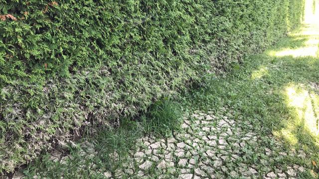 Dépôt de limon dans le jardin des Ritter à Courroux (JU). On voit la limite de l’eau à la différence de teinte sur la haie de thuyas. [RTS - Philippe Girard]