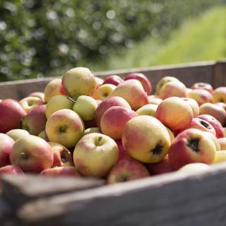 Pénurie de pommes suisses en raison de la mauvaise récolte 2017. [Keystone - Gian Ehrenzeller]