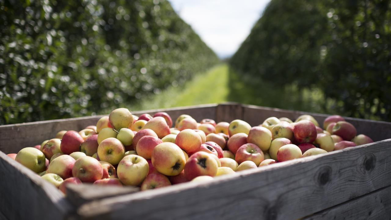 Pénurie de pommes suisses en raison de la mauvaise récolte 2017. [Keystone - Gian Ehrenzeller]