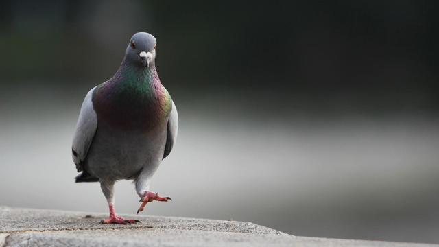 Ces pigeons qui nous agacent. [Depositphotos - jag_cz]