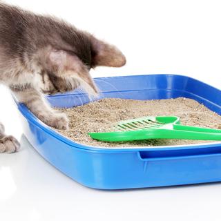 La litière pour chat peut-elle être jetée aux toilettes? [Depositphotos - belchonock]