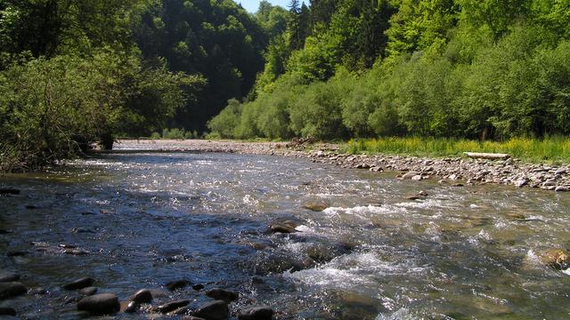 Les eaux de la Singine sont désormais trop chaudes pour les truites en été. [CC- BY-SA - Benjamin Gimmel]