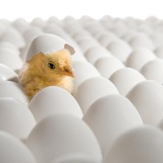 Est-ce qu’un œuf acheté dans un supermarché peut donner naissance à un poussin? [Depositphotos - tankist276]