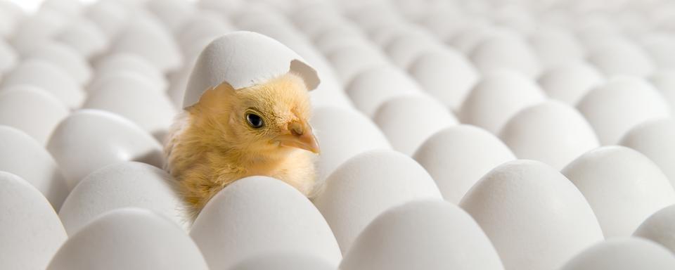 Est-ce qu’un œuf acheté dans un supermarché peut donner naissance à un poussin? [Depositphotos - tankist276]