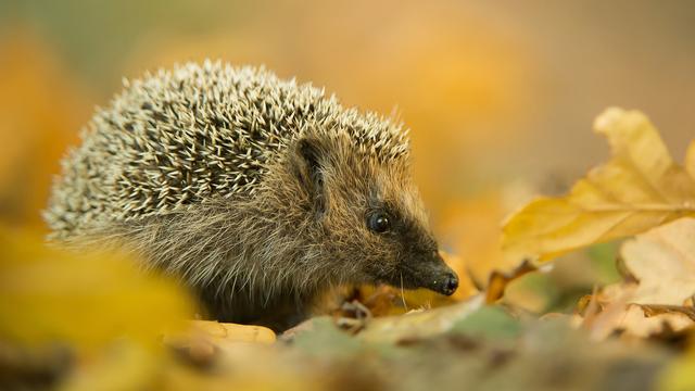 Le Valais cherche des bénévoles pour recenser les hérissons. [Depositphotos - mzphoto]