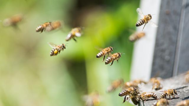 Que faire pour préserver les abeilles et pollinisateurs? [Depositphotos - klagyivik]