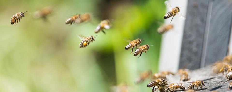 Que faire pour préserver les abeilles et pollinisateurs? [Depositphotos - klagyivik]