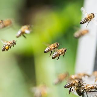 Que faire pour préserver les abeilles et pollinisateurs? [Depositphotos - klagyivik]