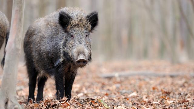 Dans les Grisons, de nombreux sangliers chassés dépassent le taux de radioactivité admis. [Depositphotos - VolodymyrBur]