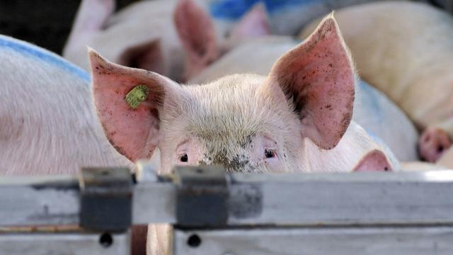 L'OSAV estime que des améliorations s’imposent dans les abattoirs suisses. [Keystone - Georgios Kefalas]