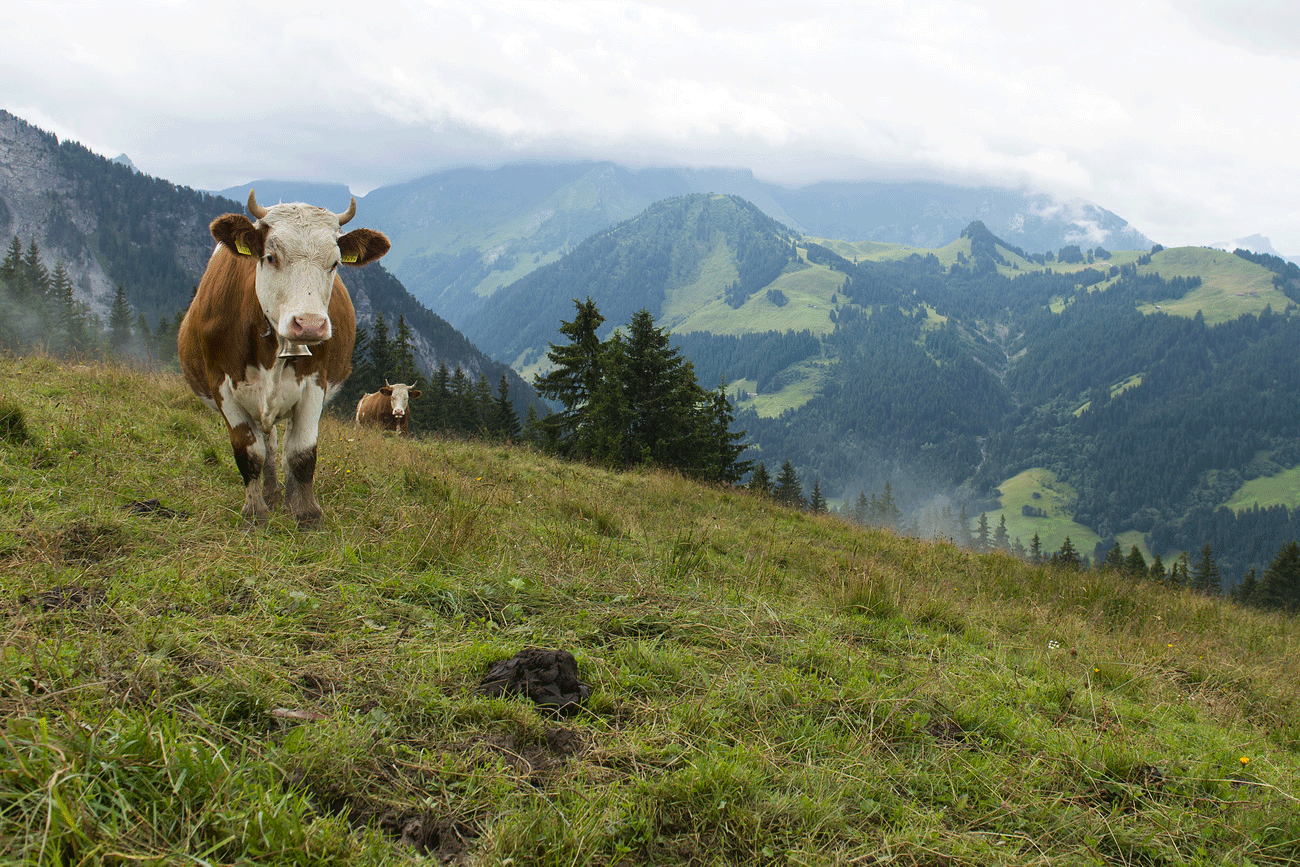 Dès, demain, le 1er juillet, le domaine du droit alimentaire suisse va changer. Les animaux pourront être tués à la ferme ou au pré. Des denrées alimentaires afficheront la notion " sans OGM " et le consommateur sera mieux informé sʹil achète par exemple un œuf importé produit de manière illégale en Suisse. [Keystone - ANTHONY ANEX]