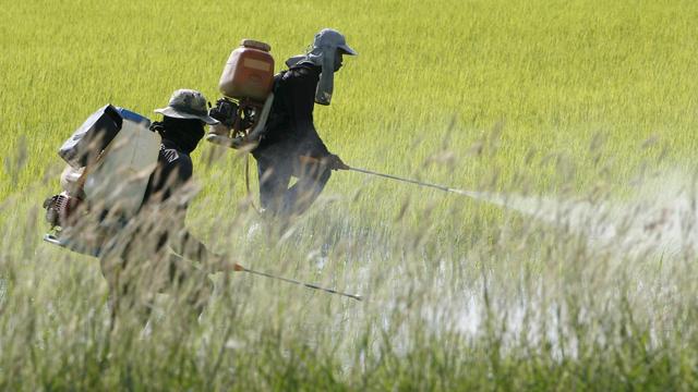 Public Eye dénonce la présence de pesticides interdits dans nos assiettes. [EPA/Keystone - Barbara Walton]