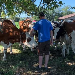 Yoann Bataillard avec ses vaches. [RTS - Isabelle Fiaux]