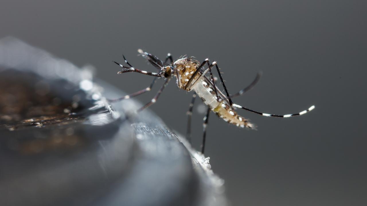 Le virus du Nil occidental a été détecté sur des moustiques dans plusieurs régions du Tessin. [Depositphotos - smuayc]