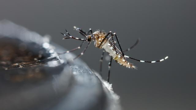 Le Tessin espère réduire de trois quarts la population de moustiques tigre. [Depositphotos - smuayc]