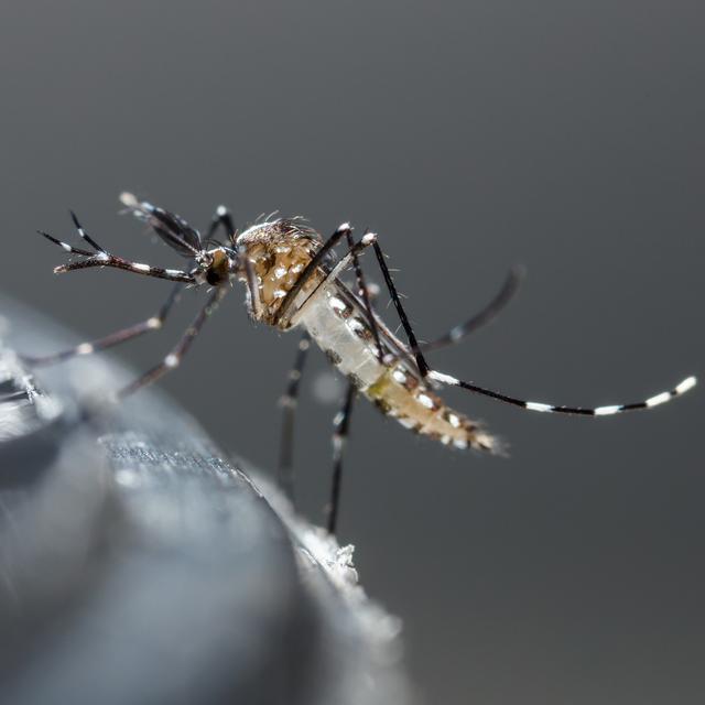 Le Tessin espère réduire de trois quarts la population de moustiques tigre. [Depositphotos - smuayc]