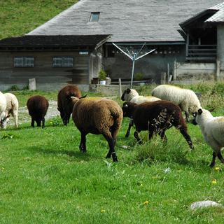 Moutons au col de Jaman
