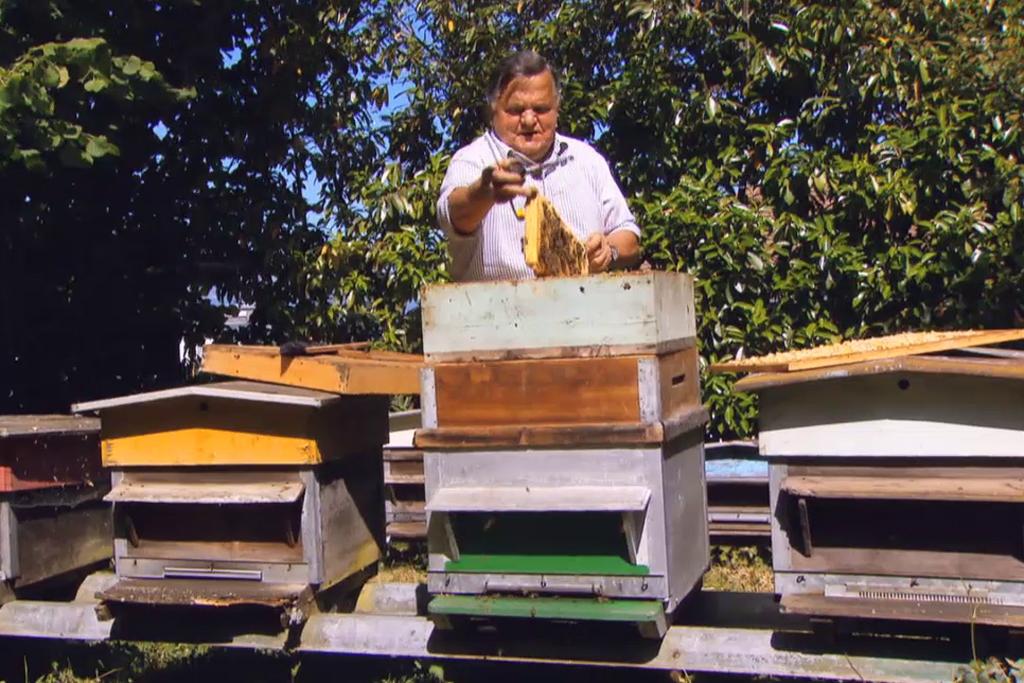 Les abeilles vivent en moyenne 40 jours.